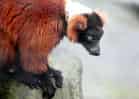 動物図鑑・アカエリマキキツネザルの写真 4